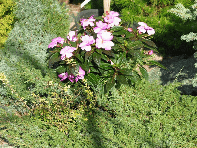 GARDENLAND s.c Kraina Ogrodów — zdjęcie 4